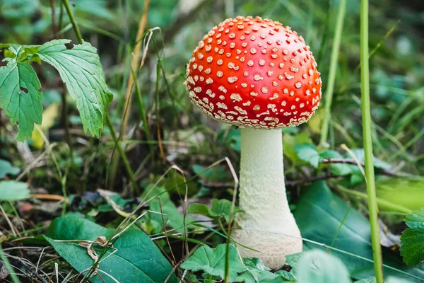 Rote Pilzfliege im herbstlichen Wald — Stockfoto