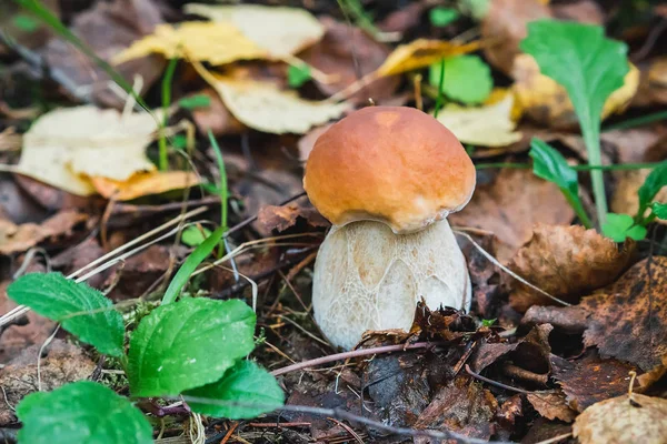 Porcini herfst in het bos. Paddestoel in loof — Stockfoto