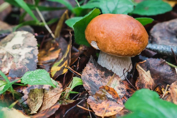 Porcini herfst in het bos. Paddestoel in loof — Stockfoto