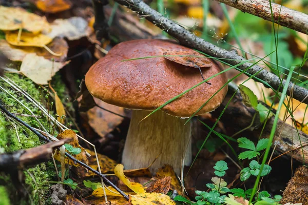 Paddestoel bronskleurig in het bos in de herfst. Porcini wild — Stockfoto