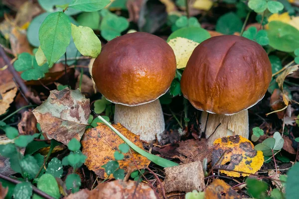 Gomba vargánya ősszel az erdőben. Vargányás vad — Stock Fotó