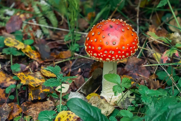 Jedovaté nebezpečné a nepoživatelné houby mouchy agarické — Stock fotografie