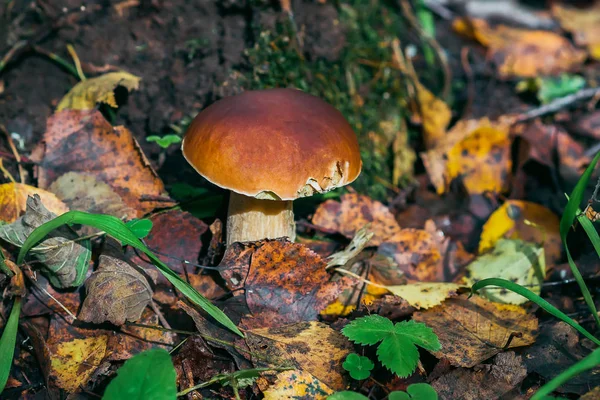 Svampen boletus växer i skogen på hösten. Porcini bland blad — Stockfoto