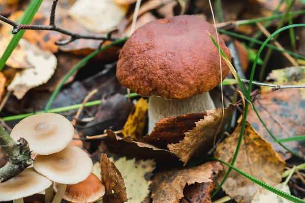 Porcini herfst in het bos. Paddestoel in loof — Stockfoto