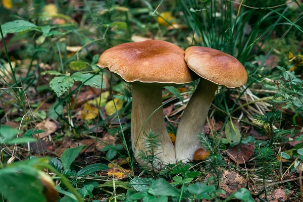 Porcini herfst in het bos. Paddestoel in loof — Stockfoto