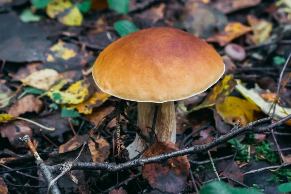 Svampen boletus växer i skogen på hösten. Porcini bland blad — Stockfoto