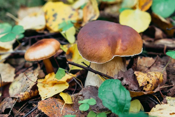 Boletus in het forest. Witte Champignon in de herfst — Stockfoto