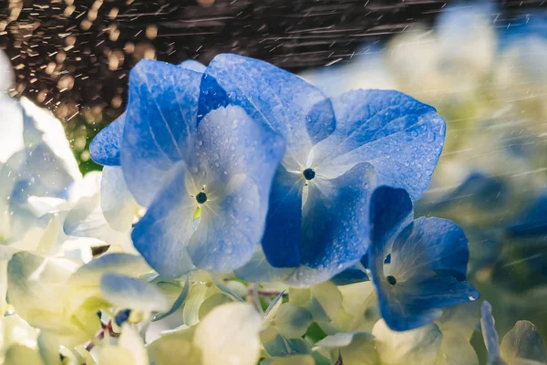 Mavi güzel ortanca çiçek yağmurda — Stok fotoğraf