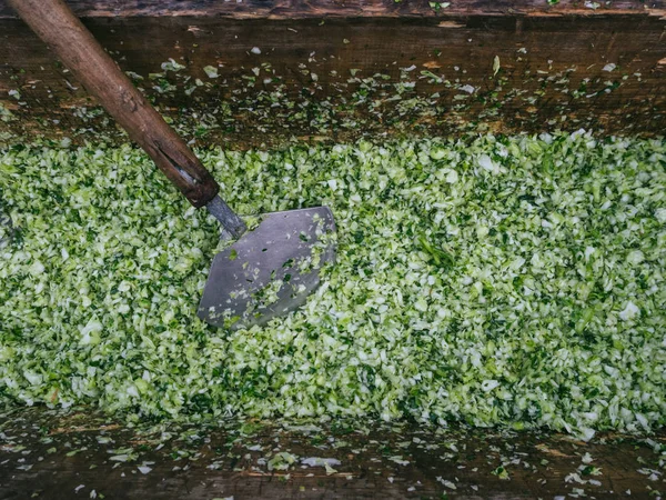 Ferskkål til matlaging av tradisjonell russisk kålsuppe – stockfoto