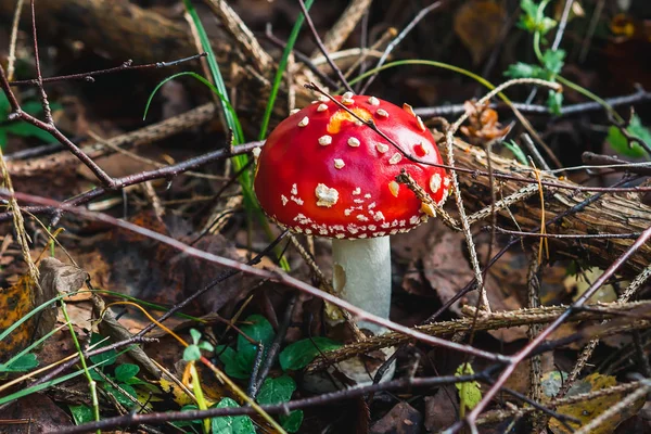 숲 속에 있는 아마나 타 무스 카리아 버섯 — 스톡 사진