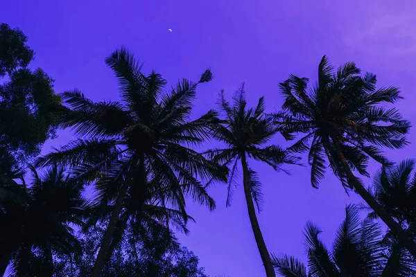 Silhuetas de palmeiras contra o céu roxo da noite — Fotografia de Stock