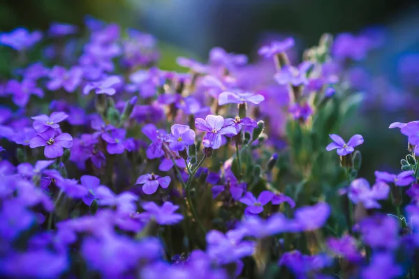 Aubrieta floreciendo flores azul-violeta en el jardín de primavera — Foto de Stock