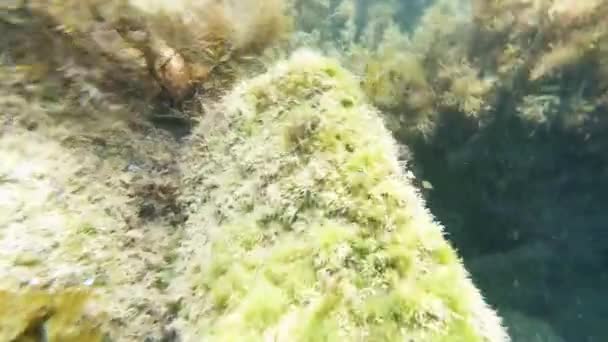 Fondo marino en el mar con algas y agua azul — Vídeo de stock