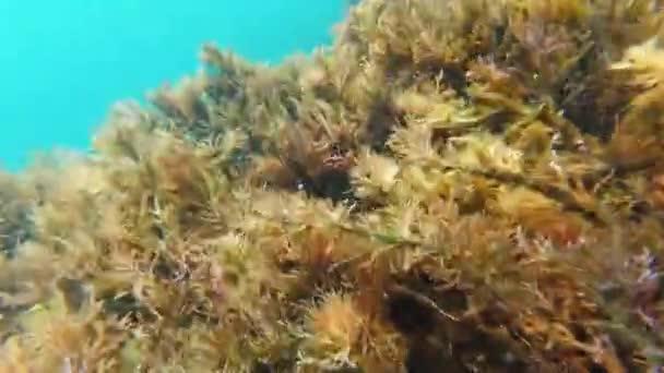 Βυθός στη θάλασσα με φύκια και μπλε νερό στην κάμερα δράσης με τα μάτια ενός δύτη — Αρχείο Βίντεο