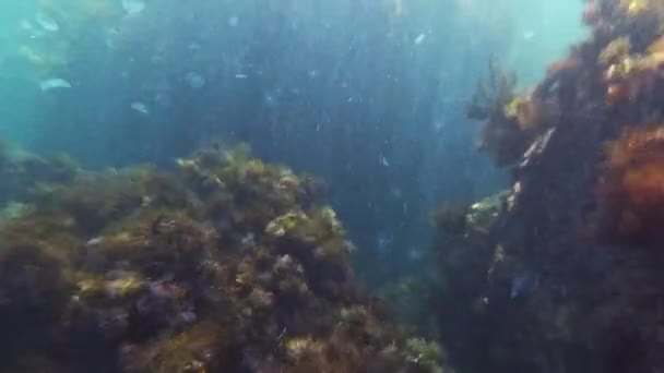 Immersioni subacquee con pesci e meduse e alghe in mare — Video Stock