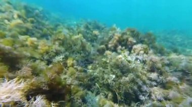 tropikal balık ve deniz yosunu ile okyanusun dibine dalış