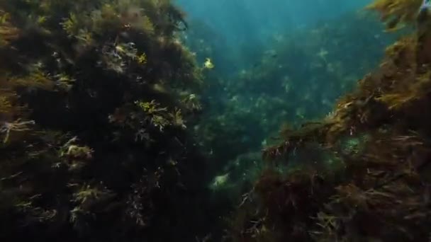plongée en apnée dans la mer parmi les récifs avec algues et poissons et méduses en eaux peu profondes 