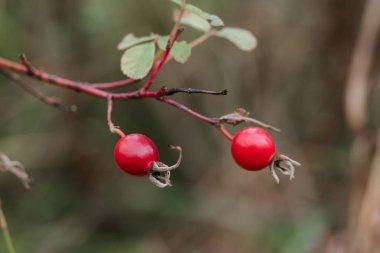 Dallardaki yabani kırmızı gül ağacı meyveleri.