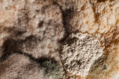 mantar makro sporları ile şımarık küflü eski ekmek