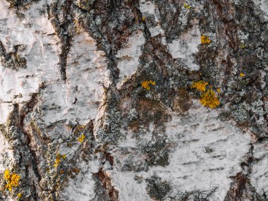 huş yakın ağaç kabuğu doku