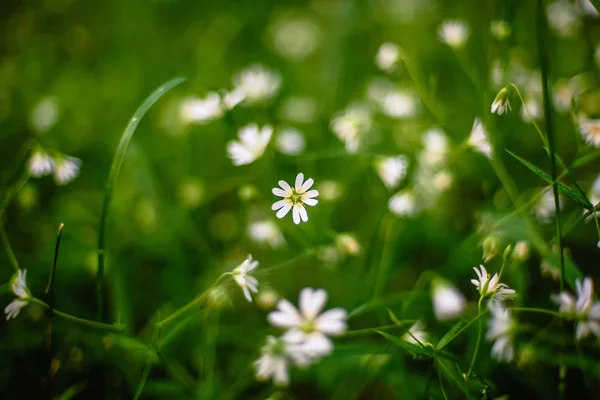 Ormanda açan beyaz çiçekler vahşi yıldız holosçay. — Stok fotoğraf