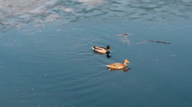 gölet üzerinde kıyıya yakın doğal habitatlarında yaban ördekleri yaban ördekleri çifti