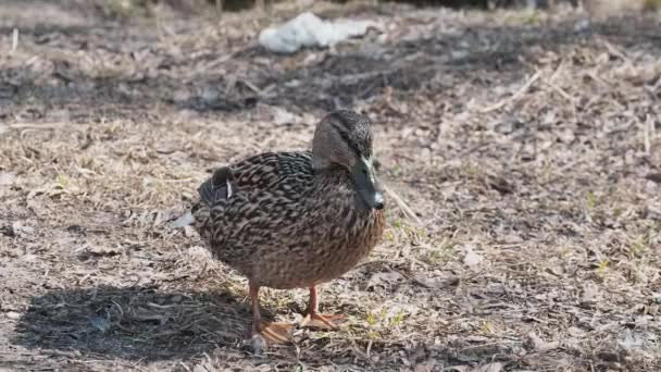 Wild Duck Dry Grass Spring Its Natural Habitat — 비디오