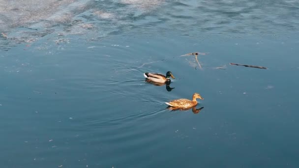 Pair of mallard wild ducks in their natural habitat near the shore on the pond — Stock Video