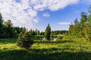ormanda yeşil bir alanın ortasında bir gölet ile doğal yaz manzara