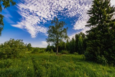 bir yaz günü huş ağacı ve köknar ağaçları ve yeşil bir çayır bir orman ile doğal manzara