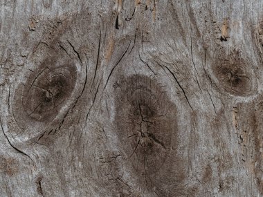 kesilen ağacın dokusu. Ahşap doğal arka plan