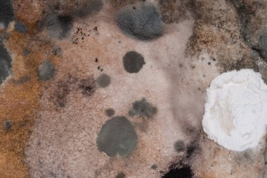 büyüyen mantar sporları ile şımarık küflü eski ekmek