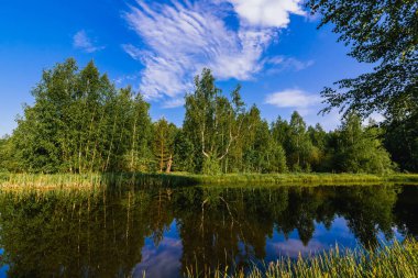 orman ve yeşil çayır nehir ile doğal yaz manzara