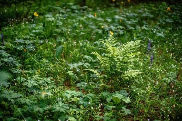 Helecho y estelaria floreciente holostea en el bosque en el prado — Foto de Stock