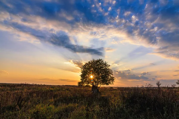 Árvore solitária em um campo contra um pôr do sol laranja no outono — Fotografia de Stock