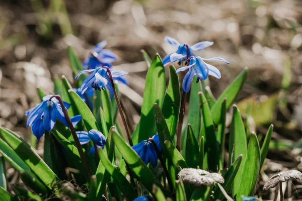 Голубые цветы Scilla в саду крупным планом — стоковое фото