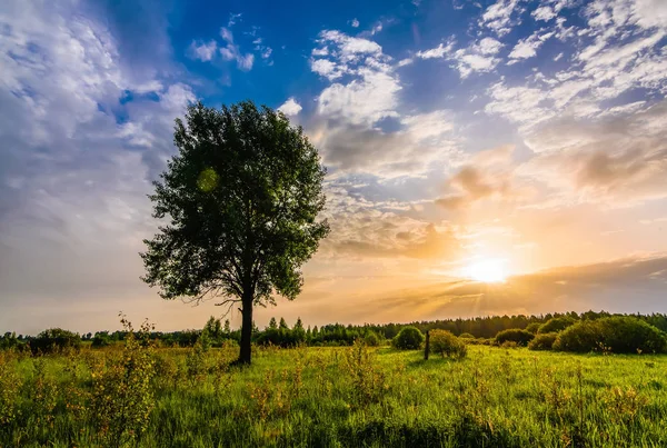 Paisaje de verano de la mañana con un árbol en un campo y la luz del sol en el cielo al amanecer o al atardecer —  Fotos de Stock