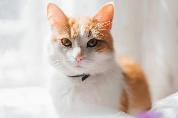 Portret pomarańczowy biały kot patrząc zbliżenie — Zdjęcie stockowe
