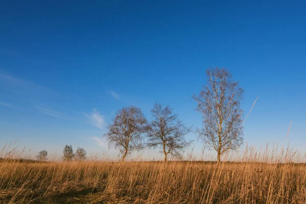 Trzy Birches w polu z suchą trawą jesienią — Zdjęcie stockowe