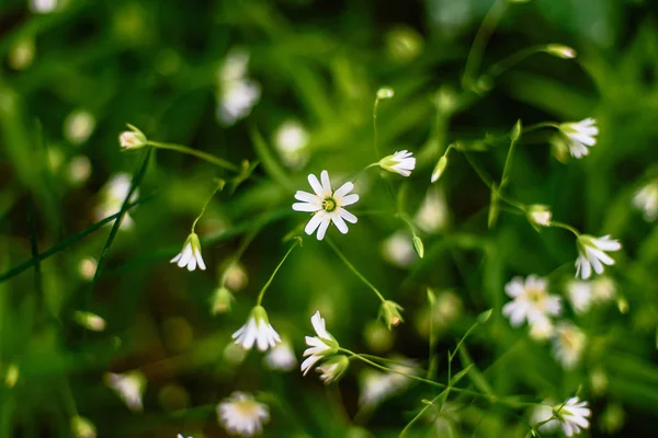 Flores blancas estelaria silvestre holostea floreciendo en el bosque — Foto de Stock