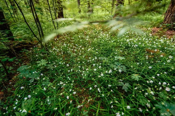 Virágzó vad zöld stellaria holostea az erdőben tavasszal — Stock Fotó