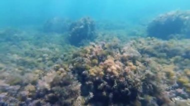 deniz yosunu ve bir dalgıç gözleri ile eylem kamera mavi su ile denizde deniz dibi. Resiflerle sığ suda Şnorkelle Dalış