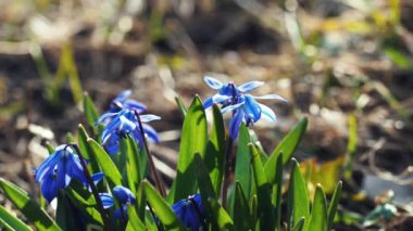 kardelen çiçekler yakın görünümü