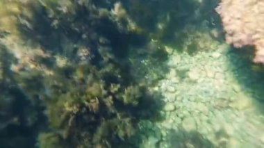 deniz yosunu ve bir dalgıç gözleri ile eylem kamera mavi su ile denizde deniz dibi. Resiflerle sığ suda Şnorkelle Dalış