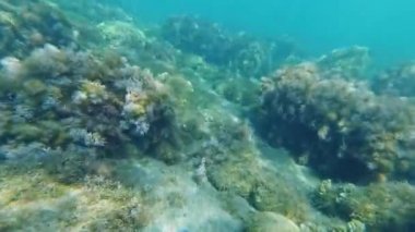 deniz yosunu ve bir dalgıç gözleri ile eylem kamera mavi su ile denizde deniz dibi. Resiflerle sığ suda Şnorkelle Dalış