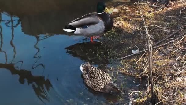 Par gräsand vilda änder i deras naturliga livsmiljö nära stranden på dammen — Stockvideo