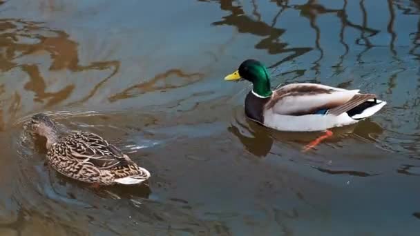 Pair of mallard wild ducks in their natural habitat near the shore on the pond — Stock Video