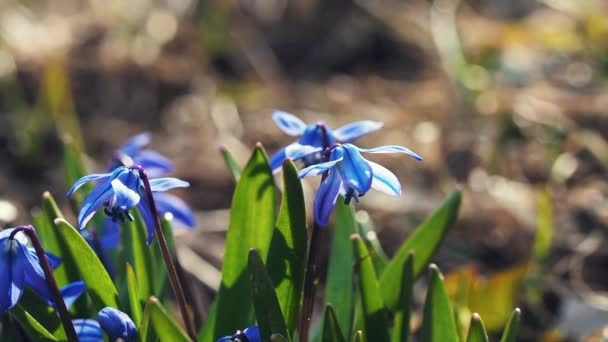 Snödroppar Blommor Visa Närbild — Stockvideo