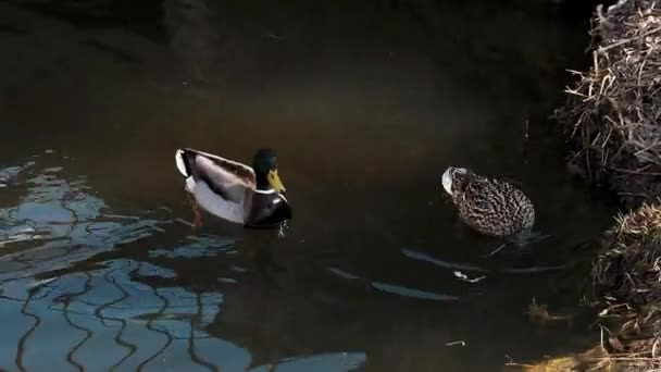 Coppia di anatre selvatiche domestiche nel loro habitat naturale vicino alla riva dello stagno — Video Stock