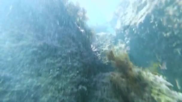 fonds marins dans la mer avec des algues et de l'eau bleue sur la caméra d'action avec les yeux d'un plongeur. Plongée avec tuba en eau peu profonde avec récifs 